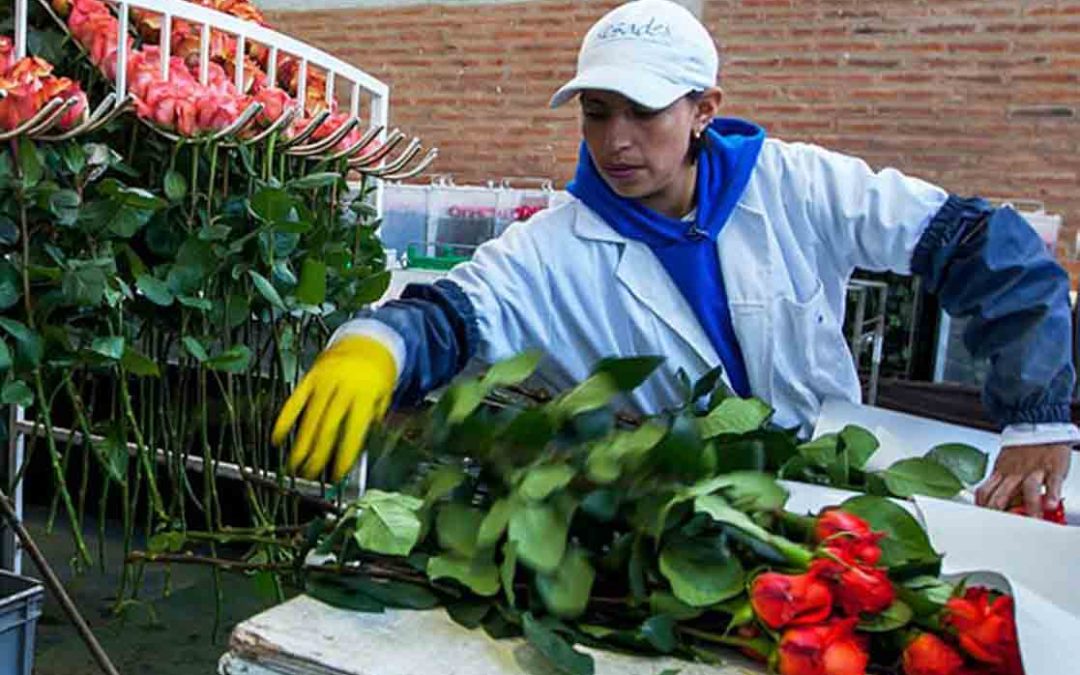 Orchids and Flowers of Ecuador