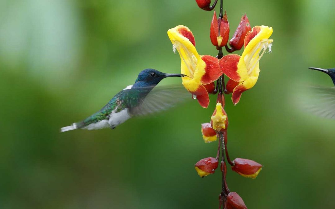 Mindo and the Andean Cloud Forest