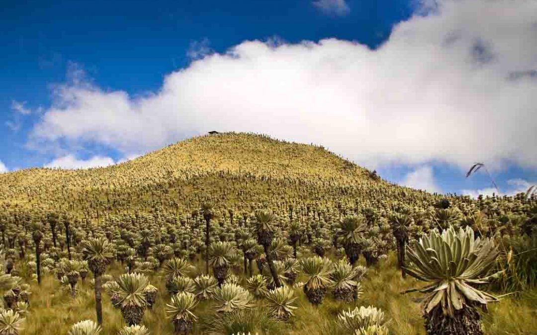 Hiking Among Lakes and Andean Forest