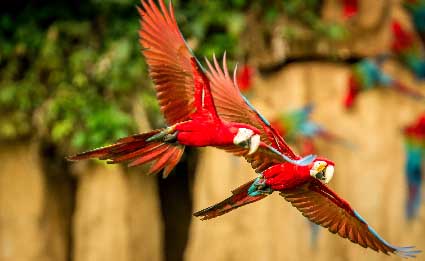 Birds of the Ecuadorian Amazon