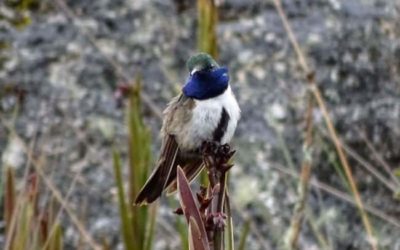 Blue-throated Hillstar: New Hummingbird Species Identified in Ecuador (Oreotrochilus cyanolaemus)