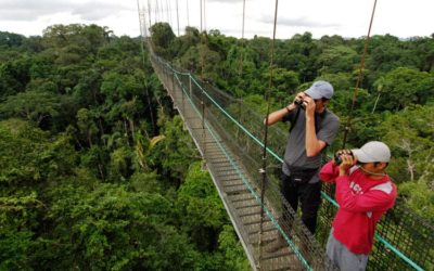 Guide to 4 of Ecuador Ecosystems: Forests (Mangrove, Dry, Cloud, Rain)