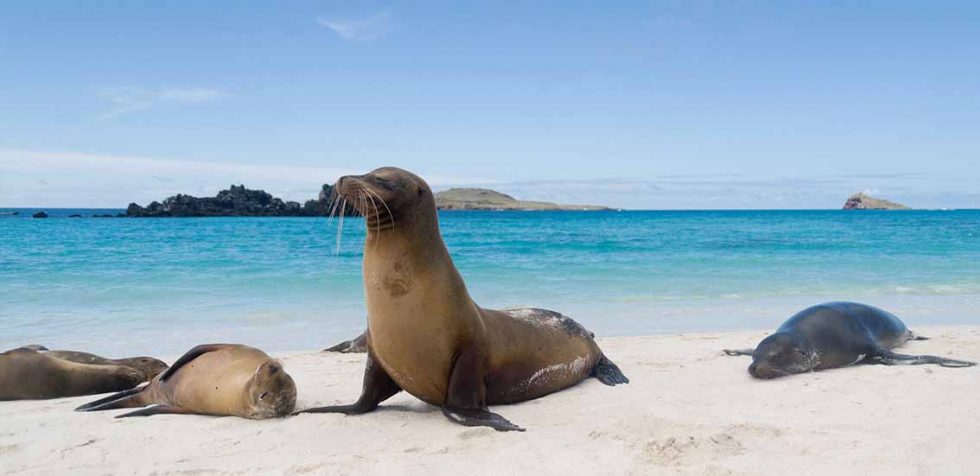 For Your Next Beach Vacations 6 Must-See Galapagos Island Beaches ...