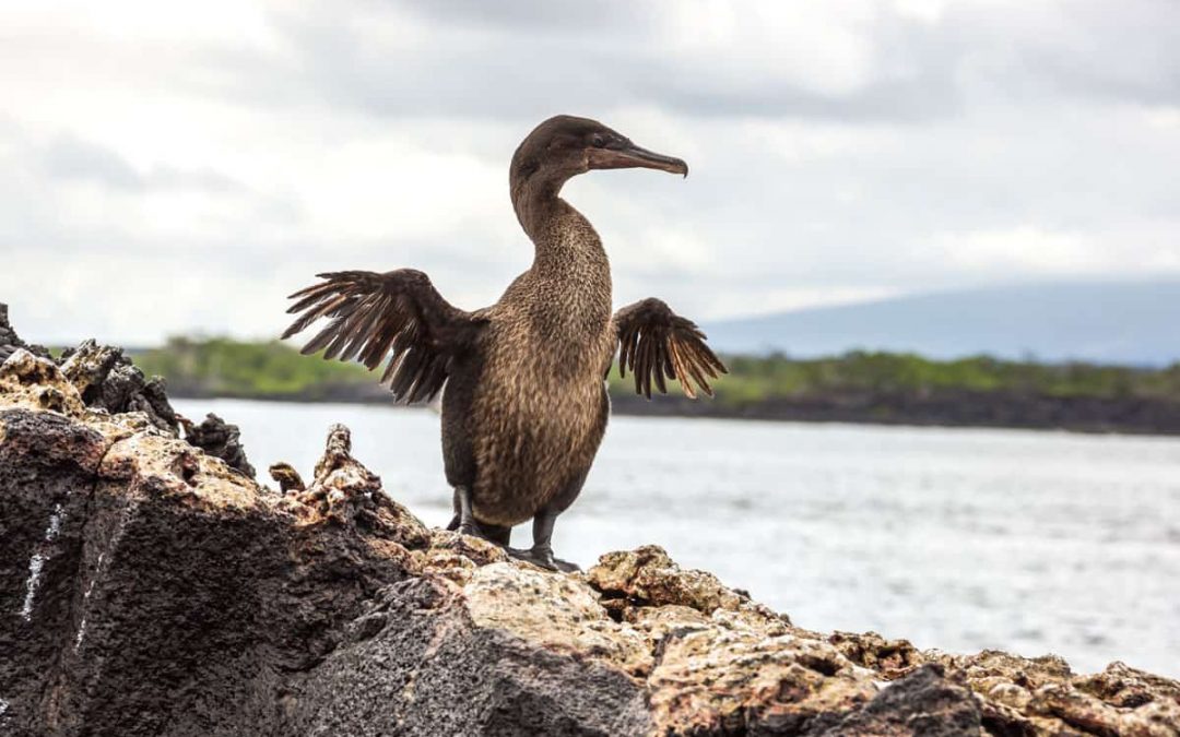 11 Unusual Facts About Galapagos Flightless Cormorants (Phalacrocorax harrisi)