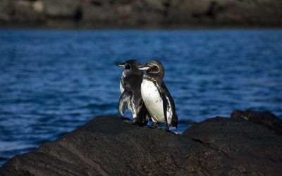 12 Galapagos Penguin Facts (Adaptations, Breeding, Size, Location…)