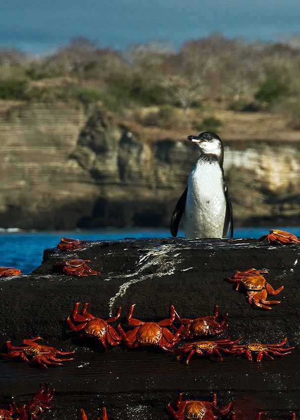 12 Galapagos Penguin Facts Adaptations