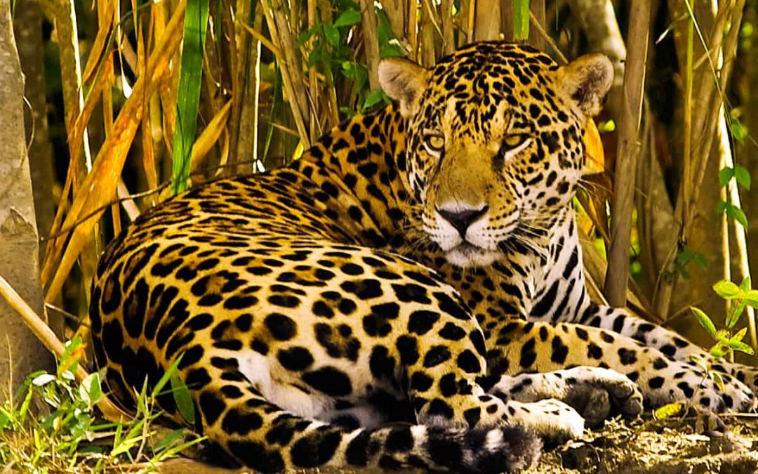 The amazon rainforest animals images