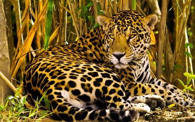 What Animals Live in Ecuador’s Amazon Rainforest? Our 7 Favorites