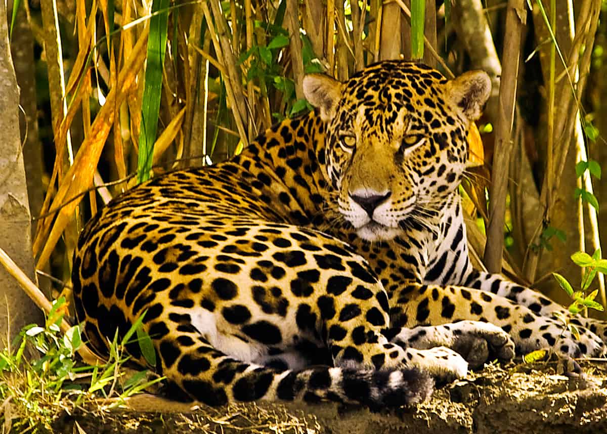 What Animals Live in Ecuador's Amazon Rainforest? Our 7 Favorites | Latin  Roots Travel
