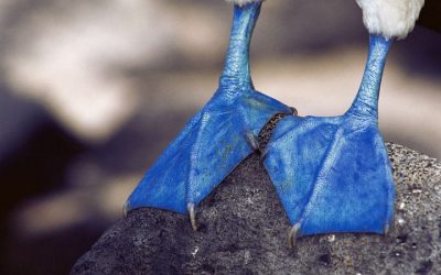 Watch this Adorable Blue Footed Booby Dance (2 Videos)