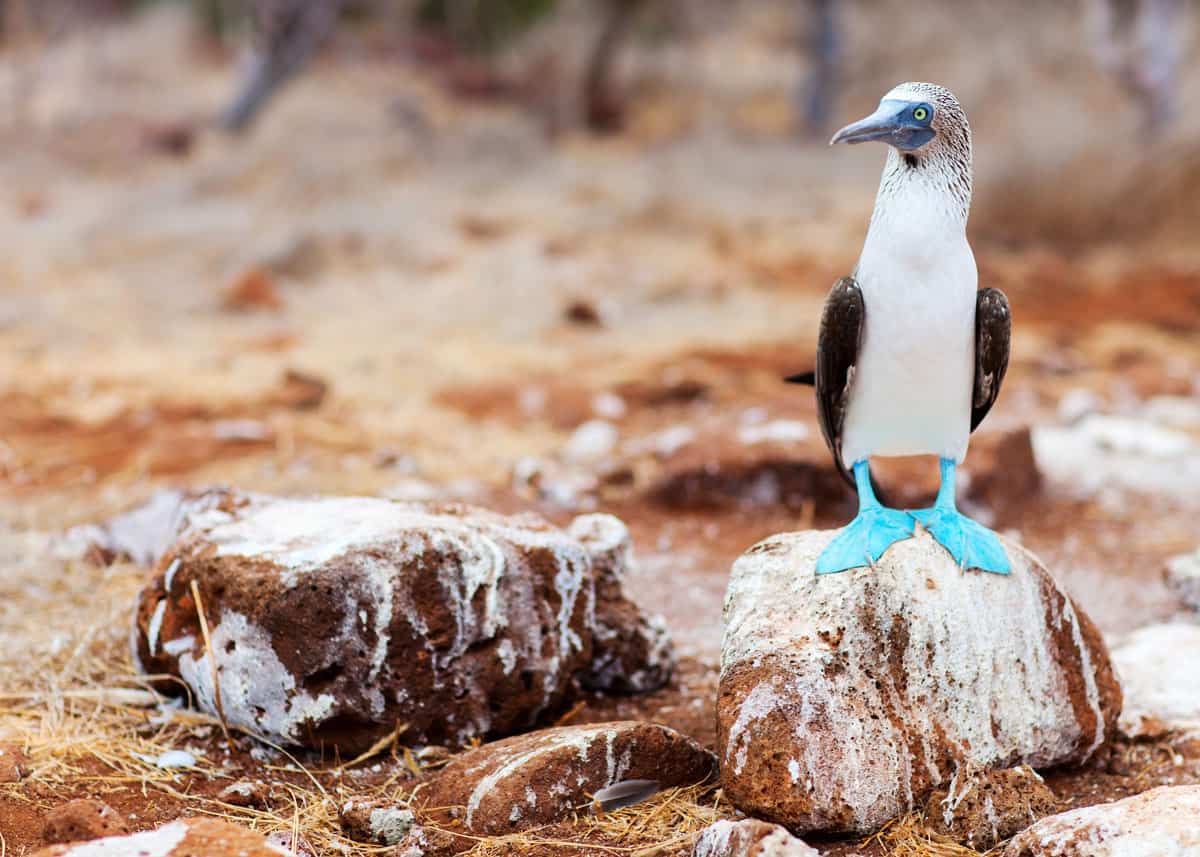14 Amazing Galapagos Animals (To See on Your Trip!) | Latin Roots Travel