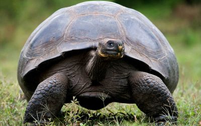 12 Giant Galapagos Tortoise Facts