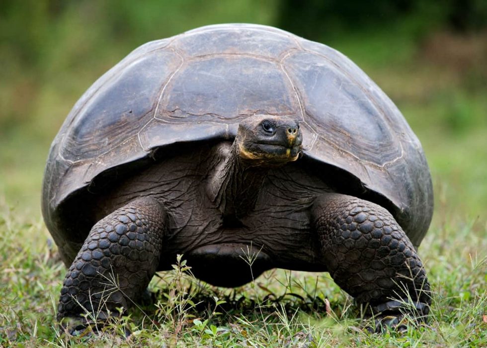 12 Giant Galapagos Tortoise Facts Latin Roots Travel   Facts About Galapagos Tortoises 1 980x700 