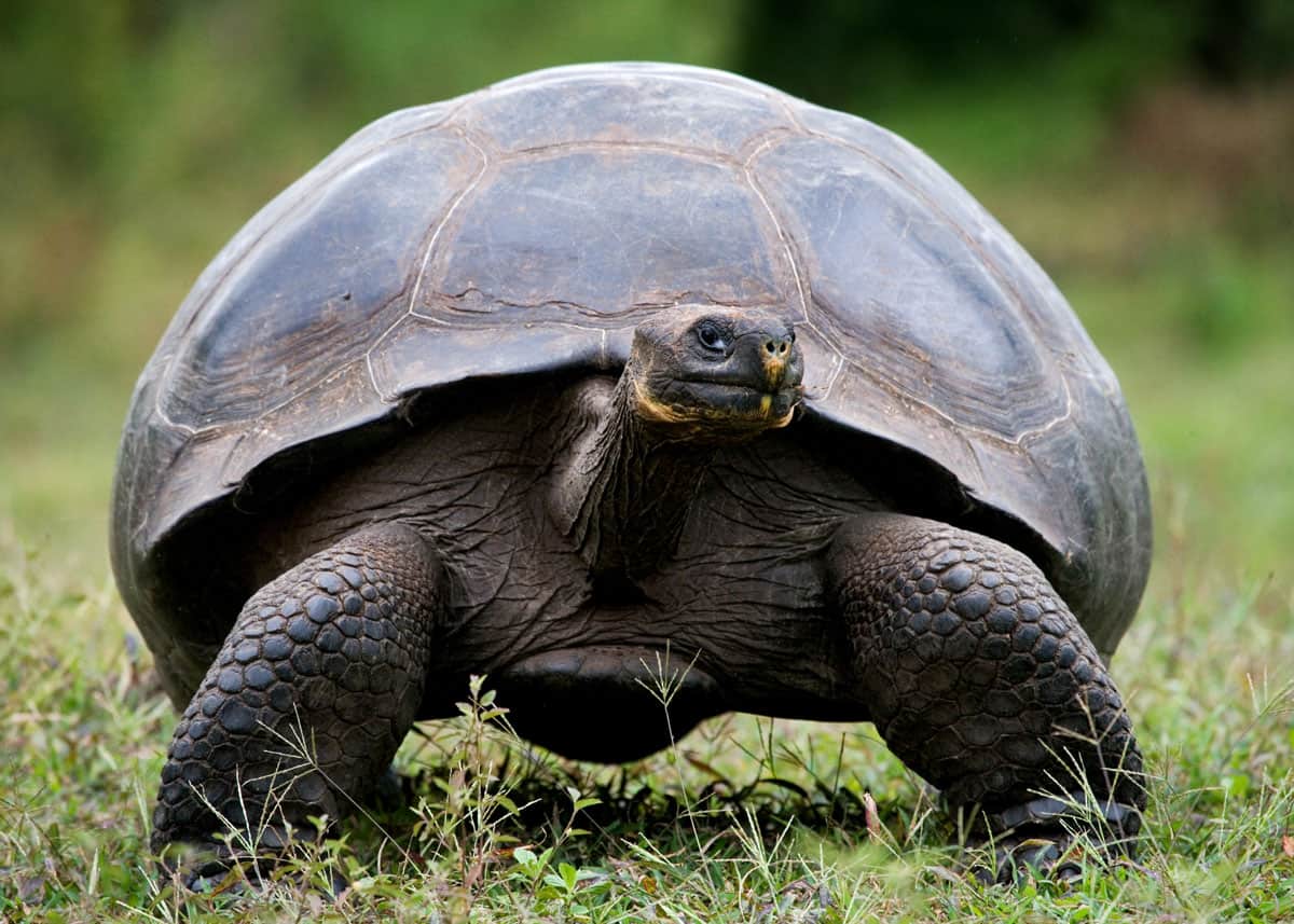 What Animals Can Only Be Found In The Galapagos Islands