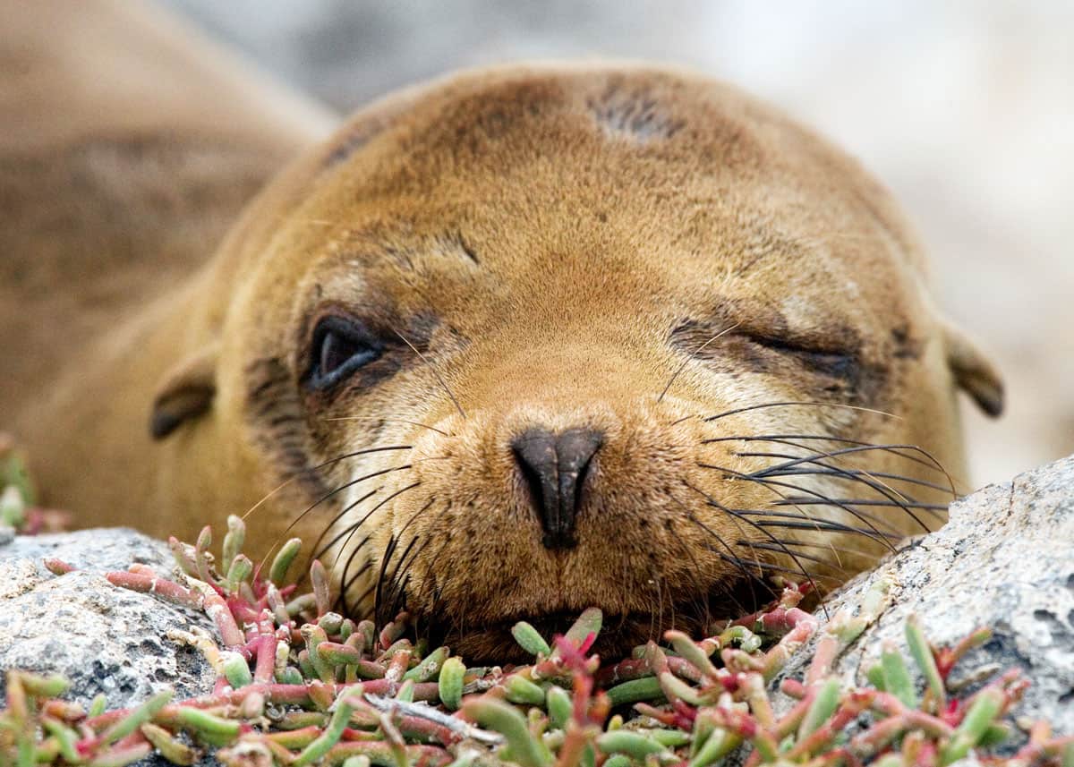 Animales De Galapagos