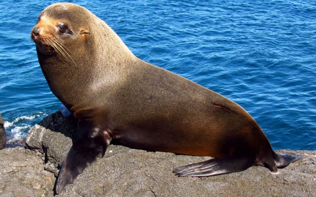 14 Amazing Galapagos Animals (To See on Your Trip!)