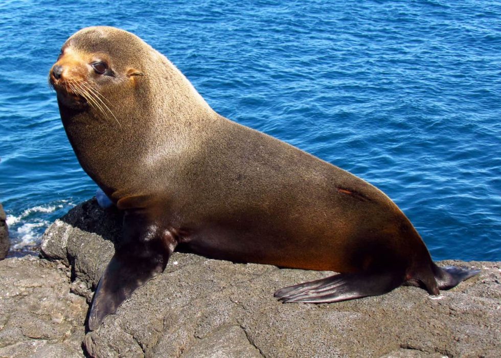 14 Amazing Galapagos Animals (To See on Your Trip!) | Latin Roots Travel