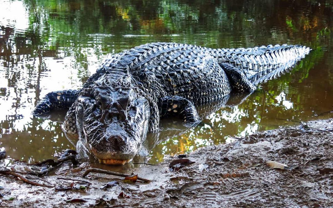 9 Black Caiman Facts: Giant of Ecuador’s Amazon (Melanosuchus Niger)