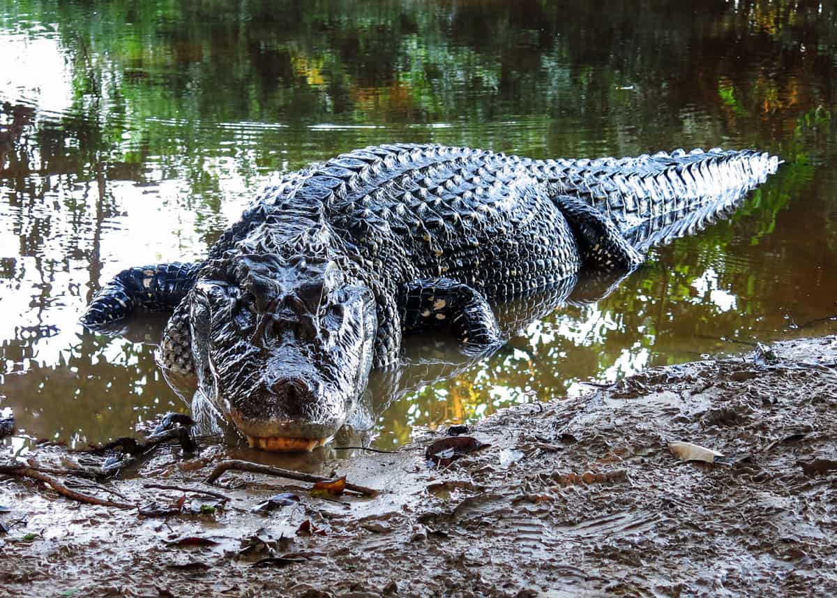 black-caiman-rainforest-animals