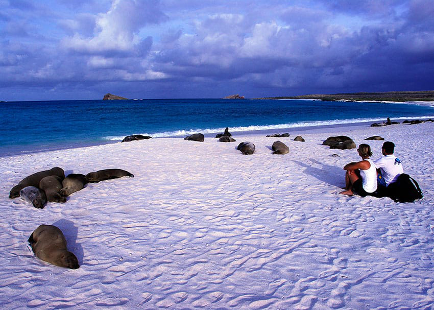 10 Awesome Facts About Galapagos Sea Lions | Latin Roots Travel