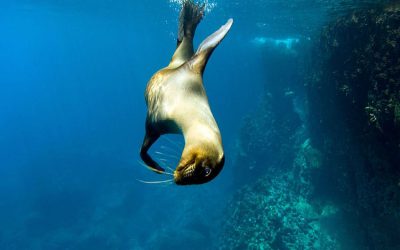 10 Awesome Facts About Galapagos Sea Lions