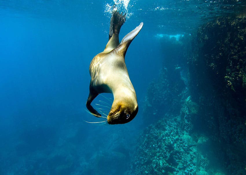 10 Awesome Facts About Galapagos Sea Lions Latin Roots Travel