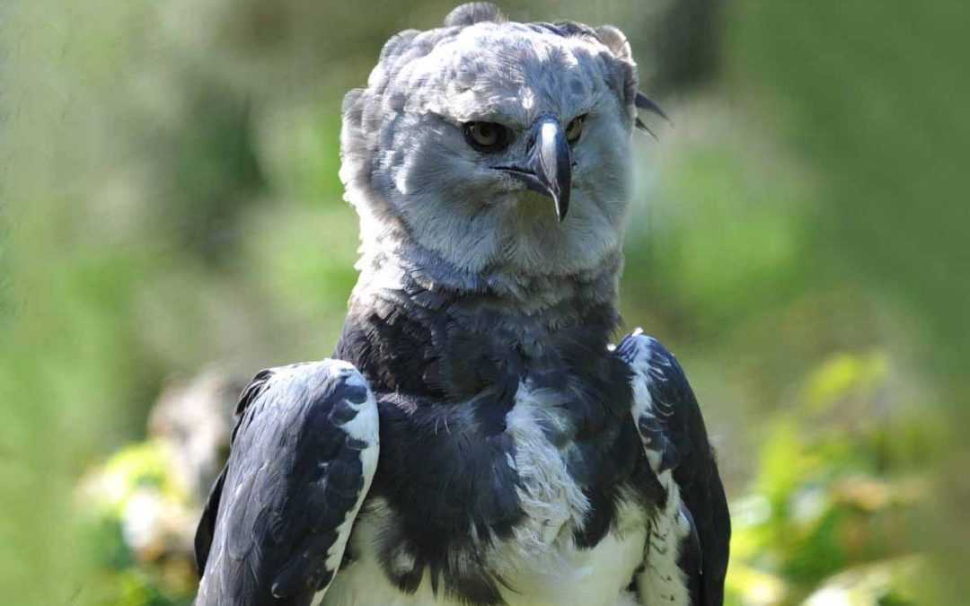 9 Harpy Eagle Facts: Amazon’s Great Hunter