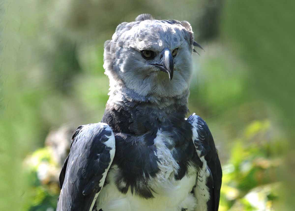 harpy eagle wingspan - Google Search  Harpy eagle, American animals, Eagle