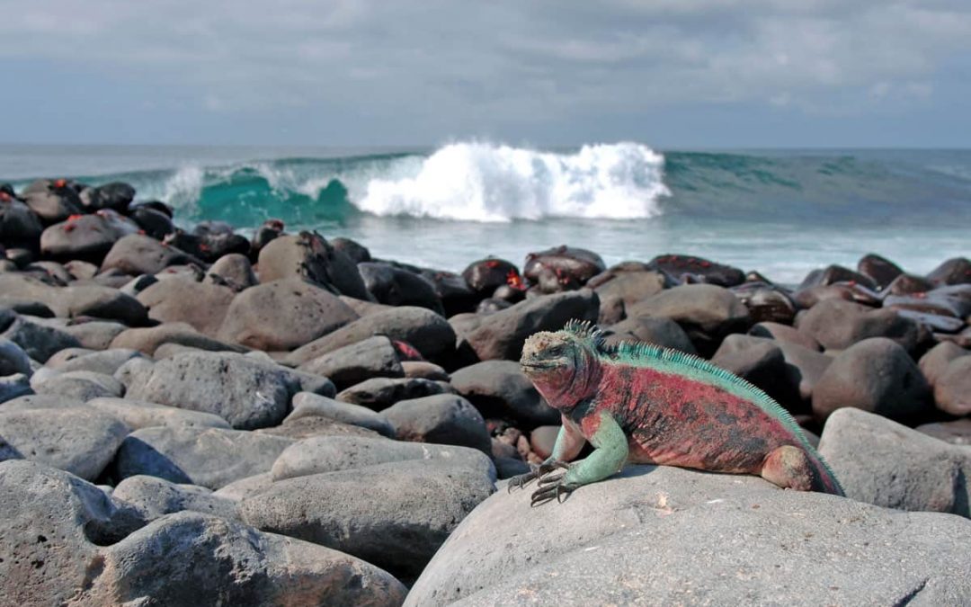 10 Facts About Galapagos Marine Iguanas (Amblyrhynchus cristatus)