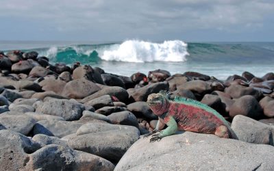 10 Facts About Galapagos Marine Iguanas (Amblyrhynchus cristatus)