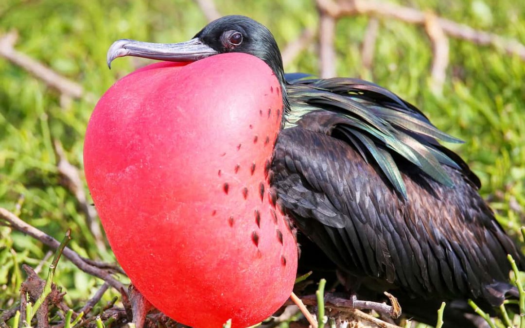 15 Facts About Magnificent Frigatebirds in the Galapagos