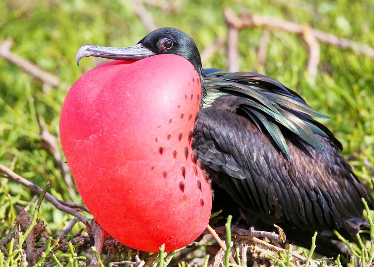 15 Facts About Magnificent Frigatebirds In The Galapagos Latin Roots Travel
