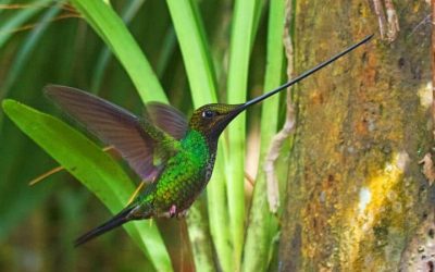 Learn About the Hummingbirds of Ecuador: 132+ Species