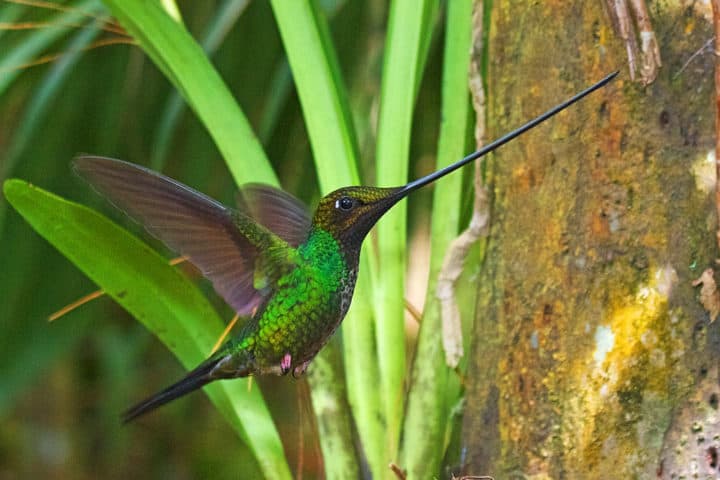 Learn About the Hummingbirds of Ecuador: 132+ Species