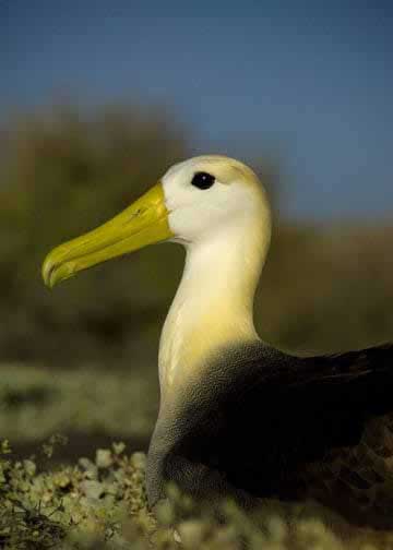 Galapagos Birds List: 100 Birds to Watch For | Latin Roots Travel