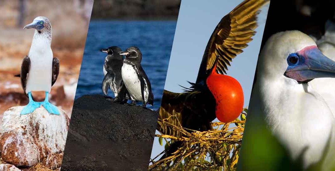 Galapagos Birds List: 100 Birds to Watch For