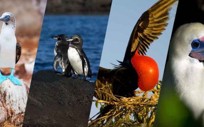 Galapagos Birds List: 100 Birds to Watch For