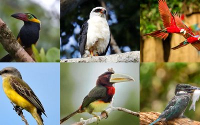 Amazon Birds List: 50+ Birds You’ll Find in Ecuador’s Amazon Jungle