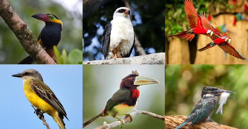 Amazon Birds List: 50+ Birds You’ll Find in Ecuador’s Amazon Jungle