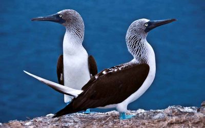 9 Blue Footed Booby Facts: Unofficial Mascot of the Galapagos Islands