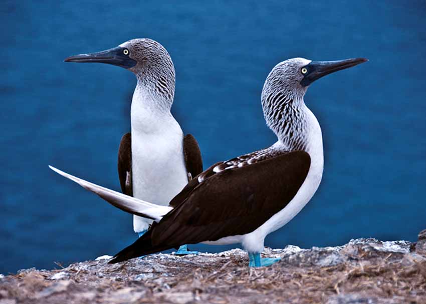 Interesting facts About Red and Blue footed Boobies