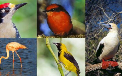 Birds of Ecuador: 121+ Birds You Can See on Mainland Ecuador