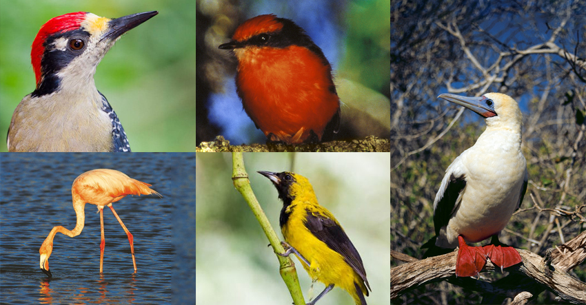 Birds of Ecuador: 121+ Birds You Can See on Mainland Ecuador