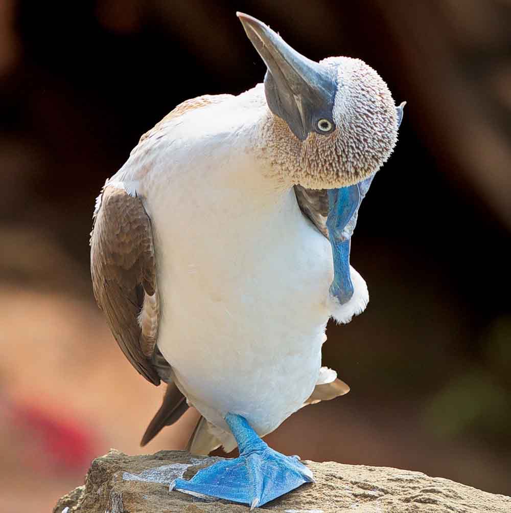 9 Blue Footed Booby Facts: Unofficial Mascot of the Galapagos Islands |  Latin Roots Travel
