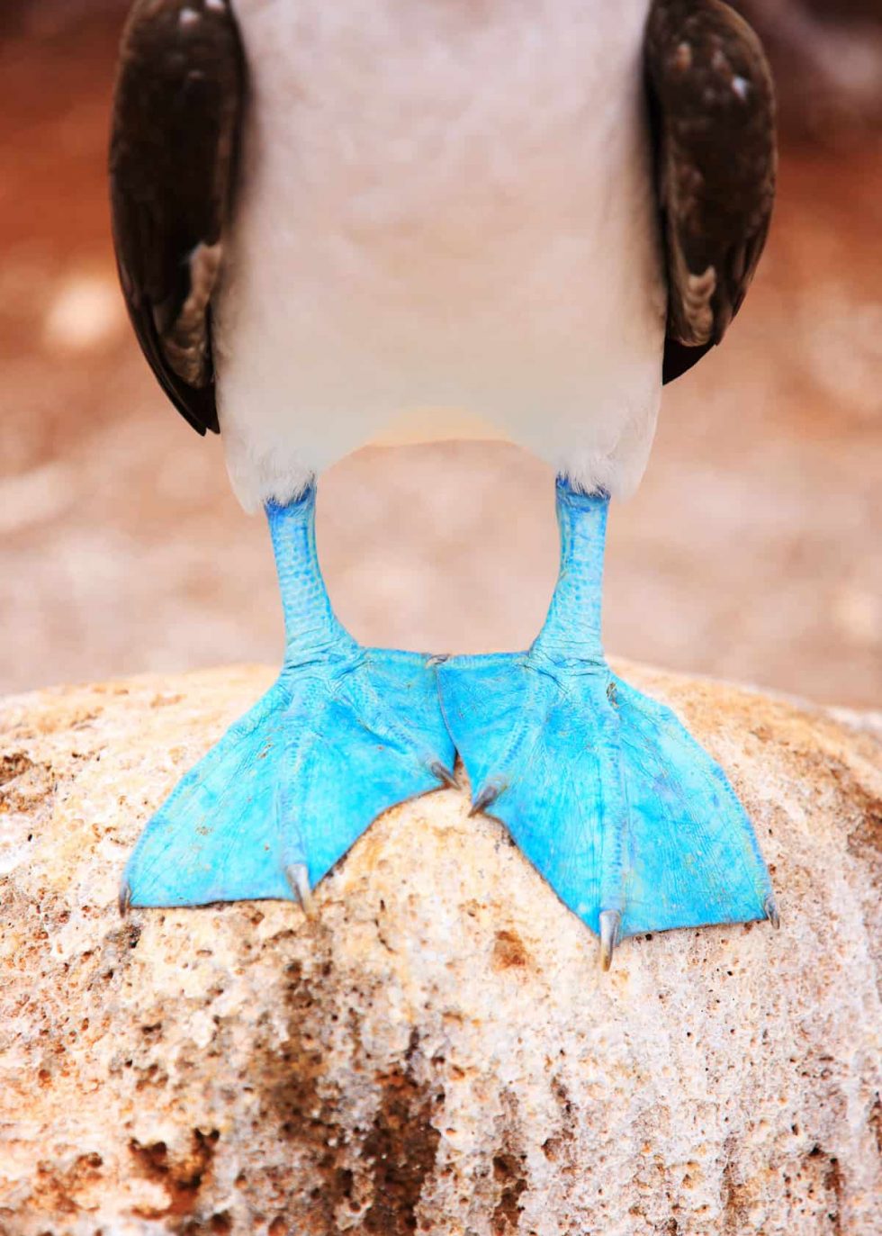 9 Blue Footed Booby Facts Unofficial Mascot Of The Galapagos Islands Latin Roots Travel