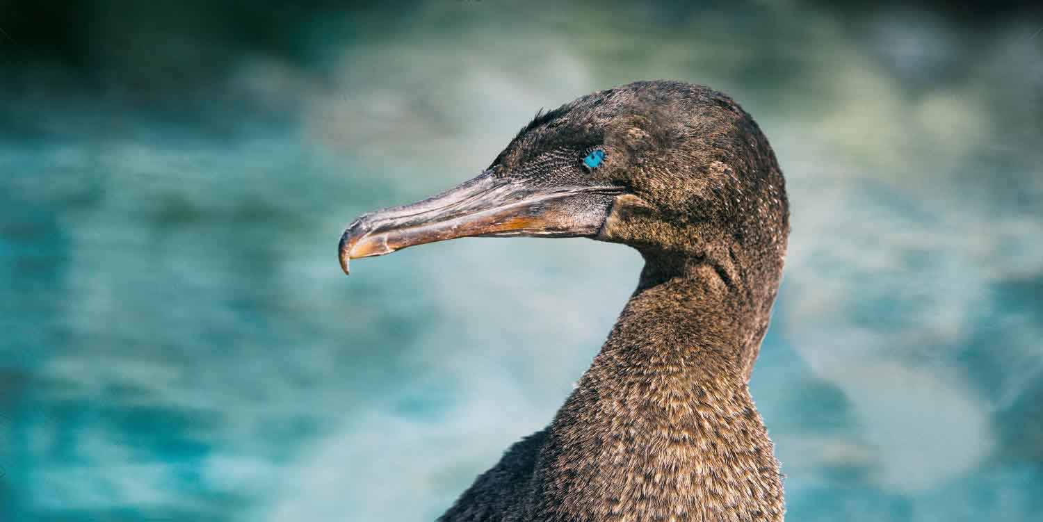 Galapagos Flightless Cormorants 11 Unsual Facts | Latin ...