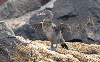 Galapagos Flightless Cormorants 11 Unsual Facts