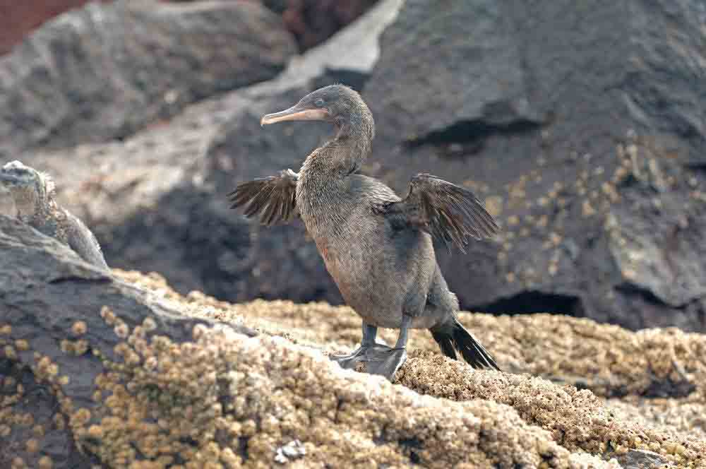 Galapagos Flightless Cormorants 11 Unsual Facts