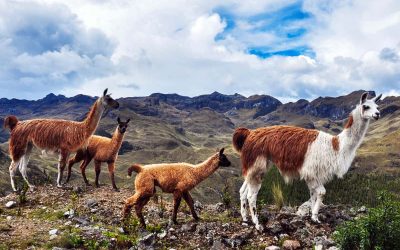 11 National Parks in Ecuador (What You Need to Know)