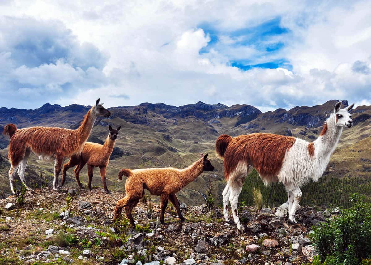 11 National Parks in Ecuador (What You Need to Know) | Latin Roots Travel